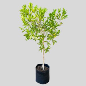 Pavetta lanceolata MINI STD 5lt