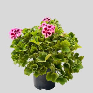 Pelargonium Grandiflorum  19cm
