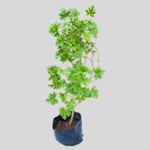 Pelargonium graveolens ROSE GERANIUM 2lt