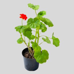 Pelargonium PALE PINK 15cm
