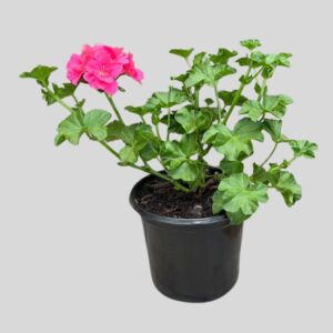 Pelargonium peltatum MIXED 4lt