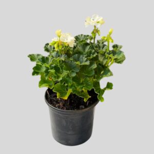 Pelargonium zonale 21cm