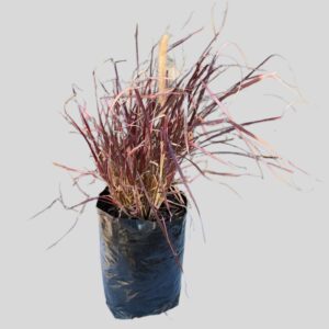 Pennisetum Setaceum Rubrum 5lt