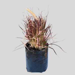 Pennisetum Setaceum Rubrum Fireworks 5lt