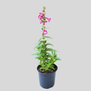 Penstemon Mixed 15cm