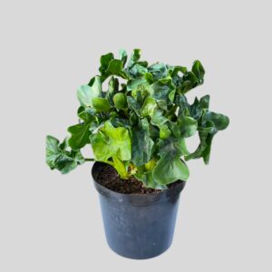 Philodendron Atom 25cm