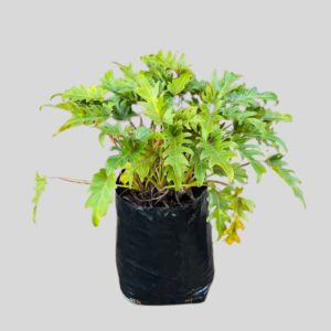 Philodendron Havana 20lt