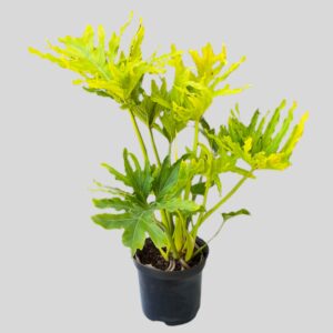 Philodendron Hope 19cm