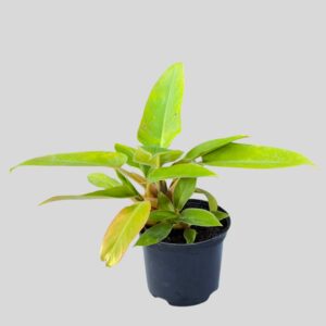Philodendron Imperial 17cm