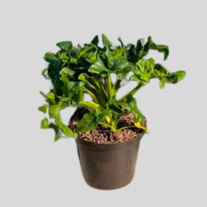Philodendron Minima 25cm