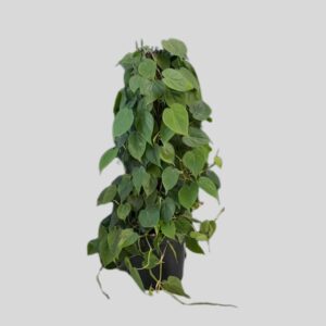 Philodendron Scandens 1m Pp 30cm