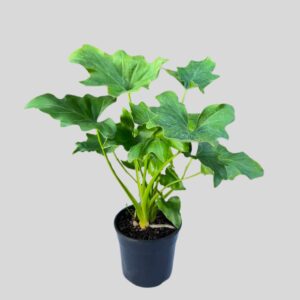 Philodendron selloum 15cm
