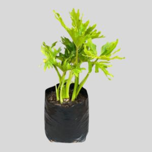 Philodendron selloum 20lt
