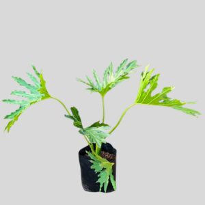 Philodendron selloum COMPACTA 20lt