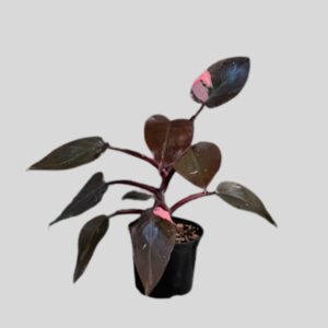 Philodendron White Prince 14cm