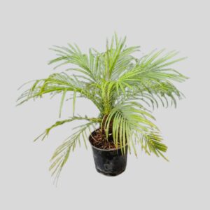 Phoenix Roebelenii 20cm