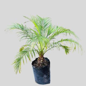 Phoenix Roebelenii 10lt