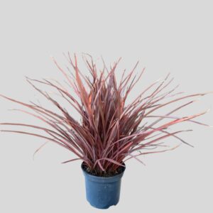 Phormium Amazing Red 19cm