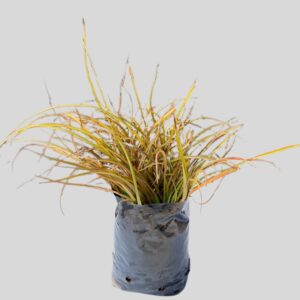 Phormium Baby Brown 3lt