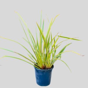 Phormium Cream Cascade 19cm