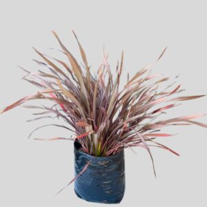 Phormium Fire Chief 10lt