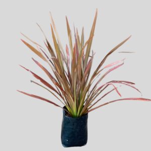 Phormium Fire Chief 10lt