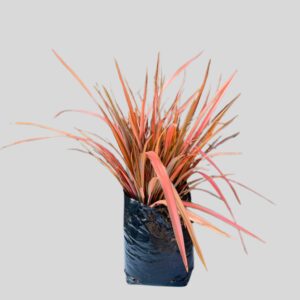 Phormium Flamingo 10lt