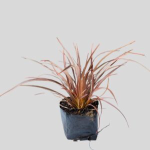 Phormium Flax Sweet Mist 15cm