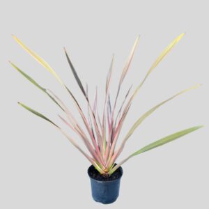 Phormium Pink Lady 17cm