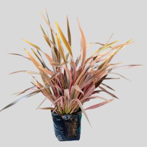 Phormium Pink Stripe 10lt