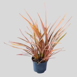 Phormium Rainbow Maiden 17cm