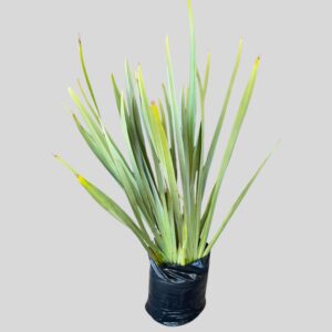 Phormium tenax New Zealand 20lt