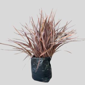 Phormium Tenax Rubr 20lt