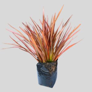Phormium Tenax Rubra 10lt