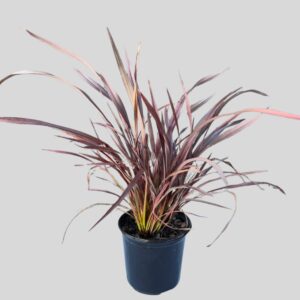 Phormium Tenax Rubra 15cm
