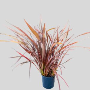 Phormium Tenax Rubra 19cm