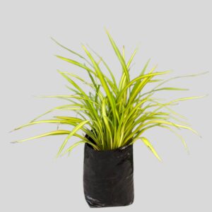 Phormium Tenax Yellow Wave 10lt