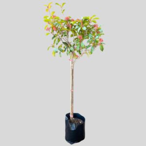 Photinia fraserI RED ROBIN STD 13lt