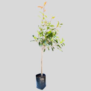 Photinia RED ROBIN STD 40lt