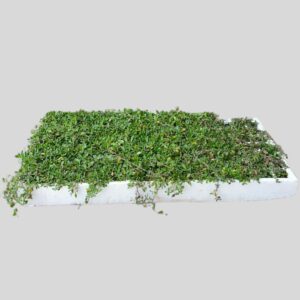 Phyla nodiflora 128pack