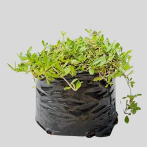 Phyla nodiflora 3lt