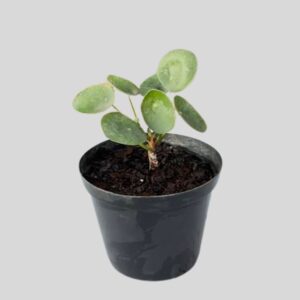 Pilea Peperomioides 12cm