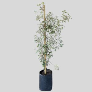 Pittosporum Tenuifolium Garnetti 20lt