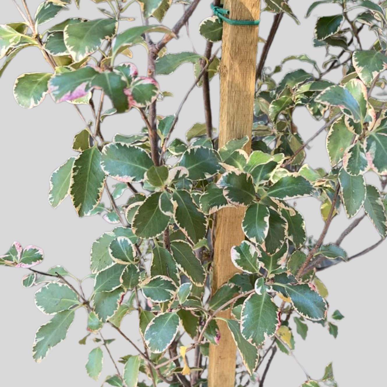 Pittosporum Tenuifolium Garnetti 20lt - Image 2