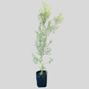 Pittosporum tenuifolium 100lt