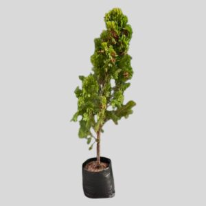 Platycladus Orientalis Golden Rocket 10lt