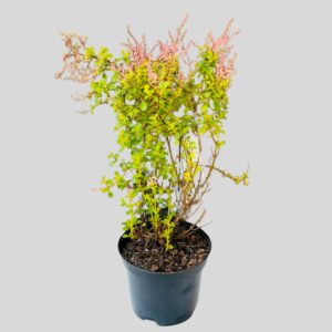 Plectranthus chimanimaniensis 20cm