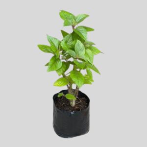 Plectranthus ecklonii 4lt