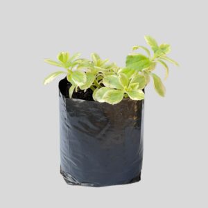 Plectranthus neochilus VARIEGATED 4lt
