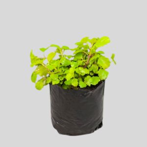 Plectranthus verticillatus 4lt